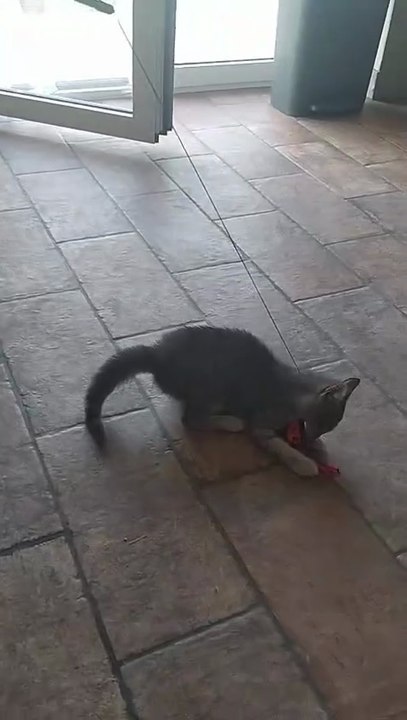 The Great Hunter