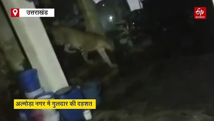 अल्मोड़ा नगर में गुलदारों की दहशत, घर आंगन तक पहुंच रहे 'शिकारी', कभी भी हो सकती है बड़ी घटना