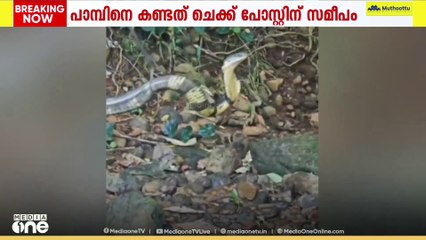 കൊല്ലം ആര്യങ്കാവ് ചെക്ക്പോസ്റ്റിന് സമീപത്ത് നിന്ന് രാജവെമ്പാലയെ പിടികൂടി
