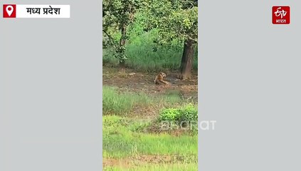 पन्ना में बेफिक्र अंदाज में जंगल का बादशाह, पेड़ के नीचे बनाया रेस्ट रूम, लोगों ने किया दिल खोलकर दीदार