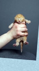 Kitten growing up [3 days to 11 months] 📈🐱