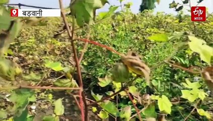 पहले सूखा और फिर लगातार बारिश से कपास की फसल चौपट, लागत तो दूर कर्ज में धंसे किसान