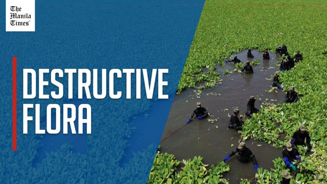 Invasive aquatic plants threaten tourism and businesses in the Salvadoran town of Suchitoto