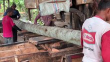 5x15 Coconut Wood Cutting with Sawmill Machine