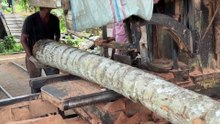 Sawmill Process of Coconut Tree to Wood 5x10 – Complete Details!