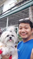 🔴 A SATURDAY WALK WITH PICKLES #shihtzu
