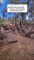 Kangaroo diaries only in Australia 🇦🇺