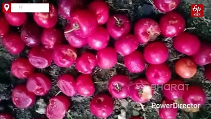 बुंदेलखंड की बंजर जमीन पर किसान उगा रहे चाइनीज चेरी, औषधीय गुणों की है खान