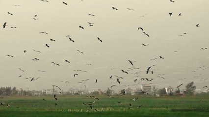 Milleyha Sulak Alanı’nda seyirlik kuş manzaraları