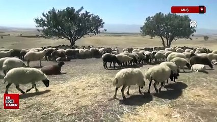 Muş'ta havanın soğumasıyla yaylacıların dönüş yolculuğu başladı
