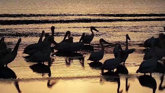 Ankara'da Sarıyar Barajı yakınlarındaki Kuş Cenneti çok sayıda kuş türüne ev sahipliği yapıyor