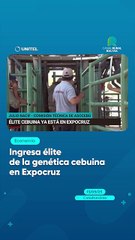 Ingresa élite de la genética cebuina en Expocruz