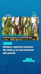 Adepor reporta escasez de maíz y un incremento del precio
