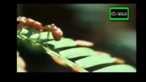 La vida privada de las Plantas: Viviendo Juntos - Documental (1995) Español Latino *Episodio 5