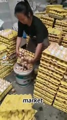 fake eggs made by china