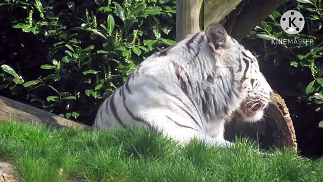 Os animais mais fofos do mundo N•392