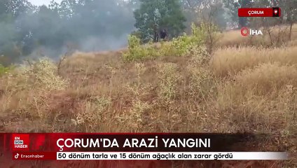 Çorum'da arazi yangını: 50 dönüm tarla ve 15 dönüm ağaçlık alan zarar gördü