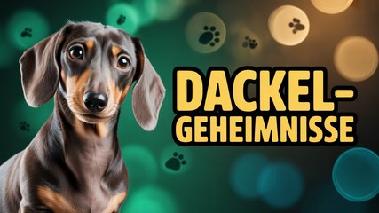 Überraschende Fakten über Dackel, die du nicht kanntest