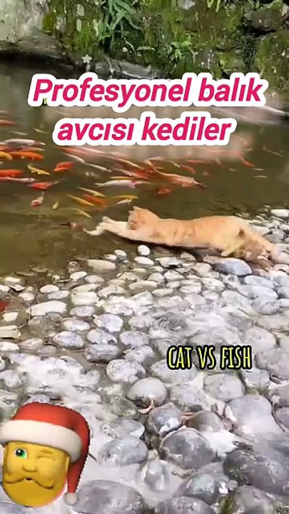 professional fishing cats पेशेवर मछली पकड़ने वाली बिल्लियाँ