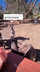 Kangaroo diaries only in Australia 🇦🇺