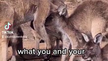 Kangaroo diaries only in Australia 🇦🇺