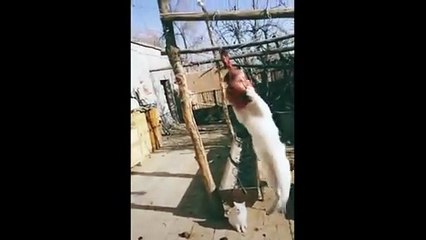 Non Stop Funny Animals Compilation Video