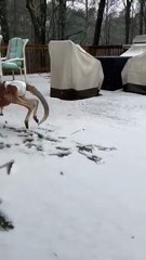 Check out this kangaroo playing in the snow in Australia 🇦🇺