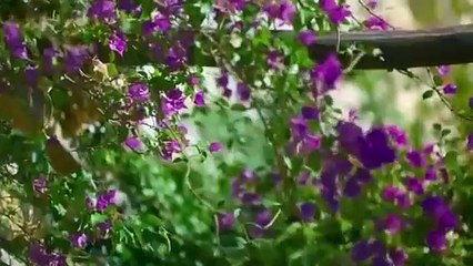 Great Gardens Of Europe S01E04 - Full Movie