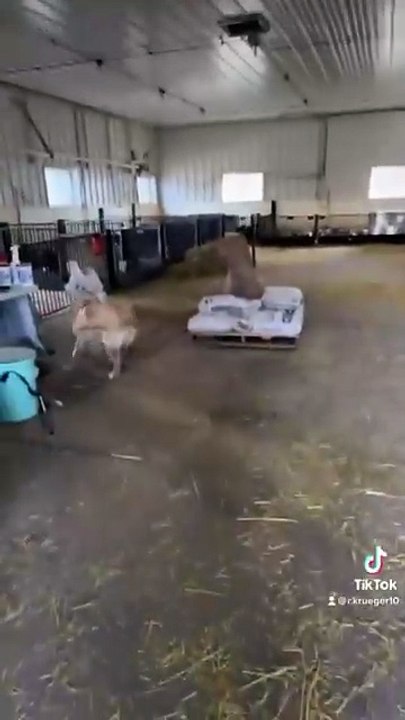 Dog visiting friends