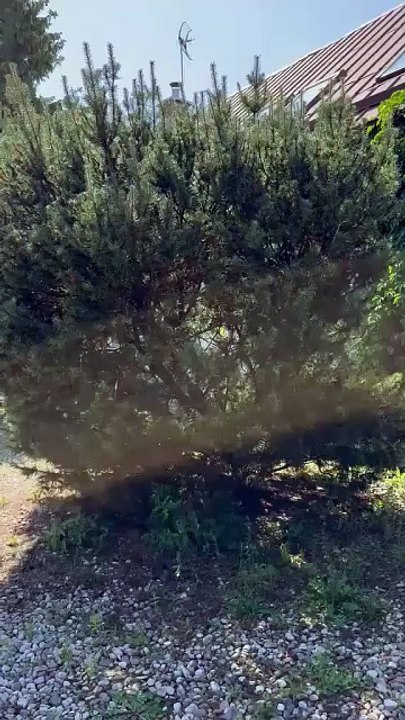 Can You Spot the Cat? 😹#shorts #cat #cats #funny #cute #funnycats #cutecats #fyp #viralcats