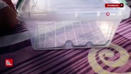 Diyarbakır’da 4’üncü kattaki bir evin çocuk odasına yılan girdi