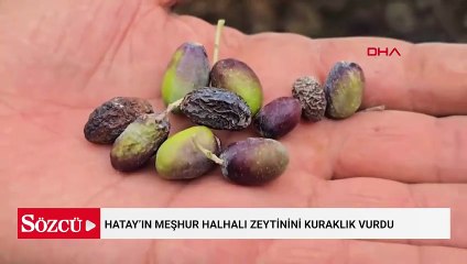Hatay’ın meşhur halhalı zeytinini kuraklık vurdu