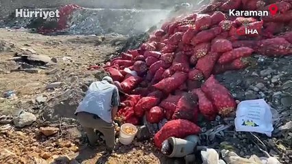 Boş araziye dökülen tonlarca soğanı vatandaşlar evine götürdü
