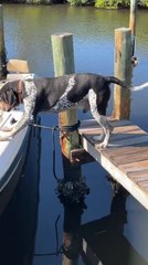Boat Jump Goes Wrong as Dog Falls Into Water