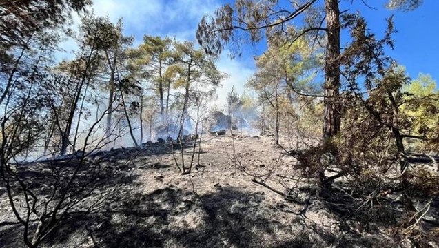 Adana’nın Feke ilçesinde orman yangını