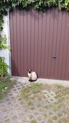 Ready To Go For A Ride :) #shorts #cat #cats #funny #funnycats #cute #fyp #viralcats