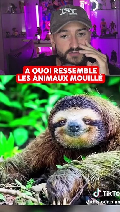 A QUOI RESSEMBLE LES ANIMAUX MOUILLÉS !