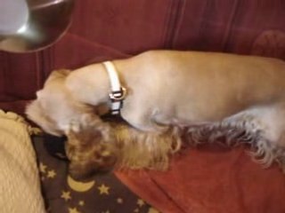 chloé  joue avec jouer ou il y a de la nouriture