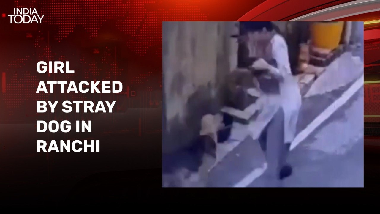 Video: Stray dog attacks girl feeding them in Ranchi, rescued by family