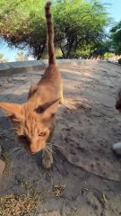 Cute Stray Cats in the Park of Riyadh Saudi Arabia #shorts