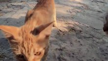 Cute Stray Cats in the Park of Riyadh Saudi Arabia #shorts