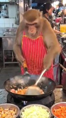 monkey is The restaurant's most famous chef.