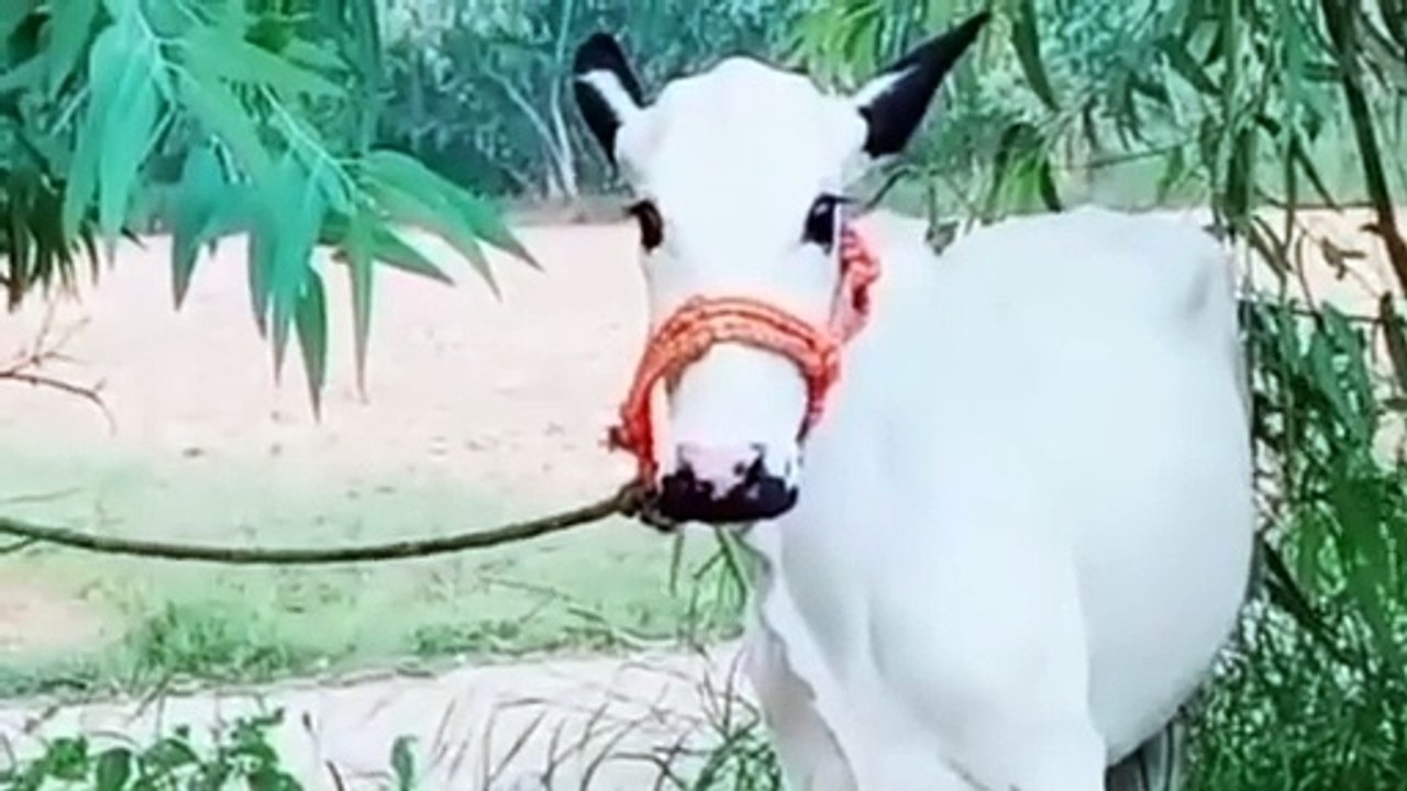 Fateh Jang Breed Calves for Sale