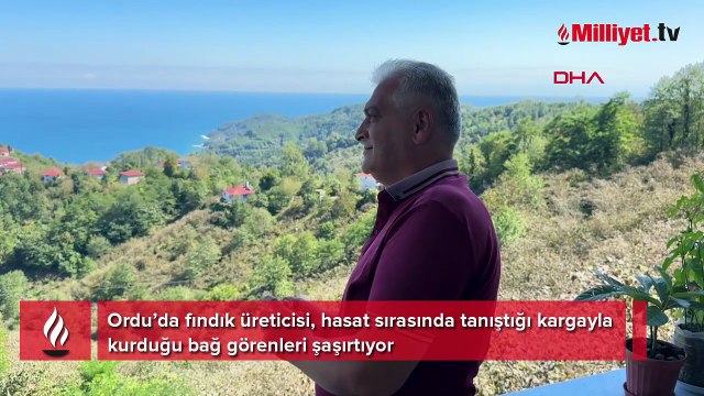 Ordu’da fındıkçıyla karganın sıra dışı dostluğu! 'Şakir evin üçüncü oğlu oldu'