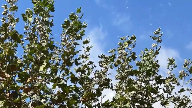 Maiori (SA) - La breve processione con la statua della Madonna Addolorata (14.09.25)