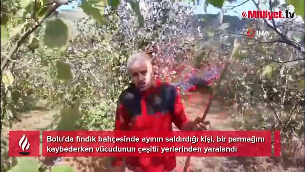 Bolu’da fındık bahçesinde dehşet! Ayının saldırdığı adam parmağını kaybetti