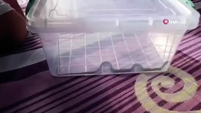 Diyarbakır'da evin içinden çıkanı görünce şok geçirdiler!