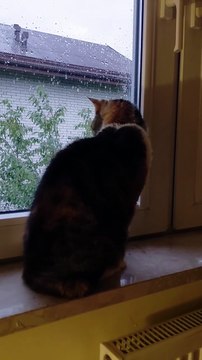Romantic Cat at the Window 🌧🐾 #shorts #rain #cat #cats #funnycats #funny #cute #viralcats #fyp