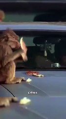 Baboons in Saudi Arabia adopt dogs and cats