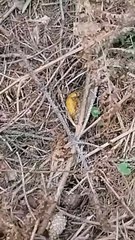 Collezione funghi ep 5